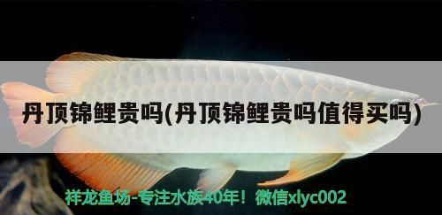 詳細(xì)閱讀:丹頂錦鯉貴嗎(丹頂錦鯉貴嗎值得買嗎) 丹頂錦鯉貴嗎(丹頂錦鯉貴嗎值得買嗎)