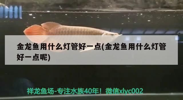 金龍魚用什么燈管好一點(金龍魚用什么燈管好一點呢)
