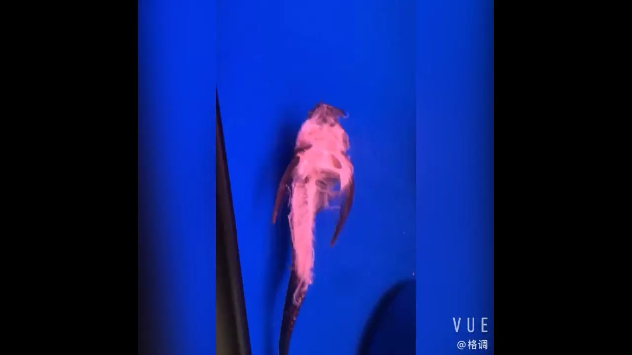 魚病是控制住了（c5639456魚友說路過幫頂~）