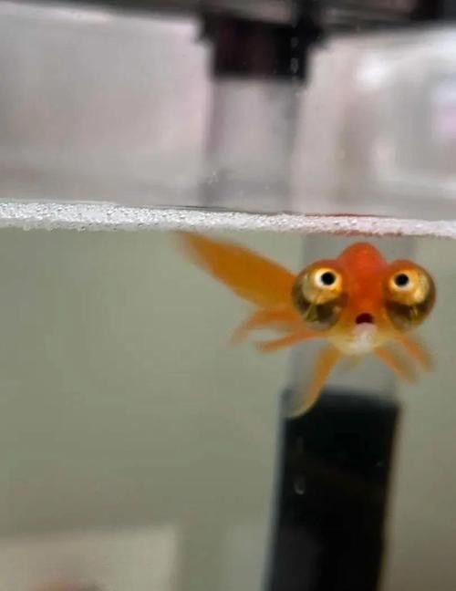朝天龍魚屬于什么檔次 朝天龍魚屬于什么檔次 觀賞魚百科 第1張