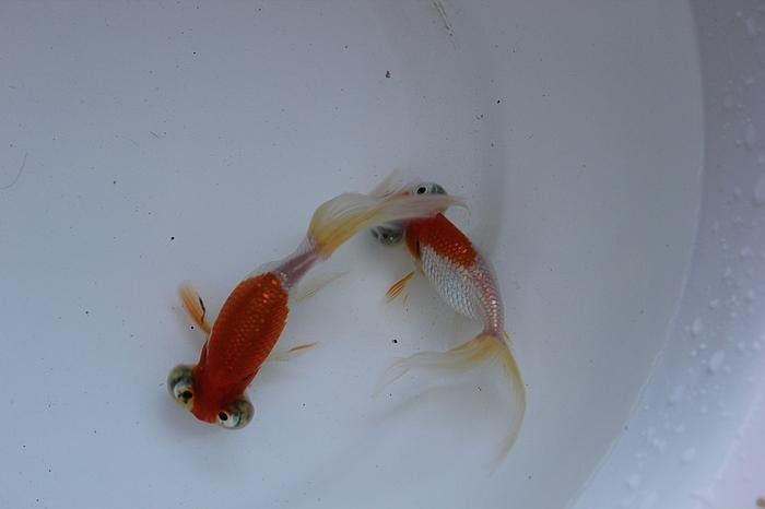 朝天龍魚屬于什么檔次 朝天龍魚屬于什么檔次 觀賞魚百科 第2張