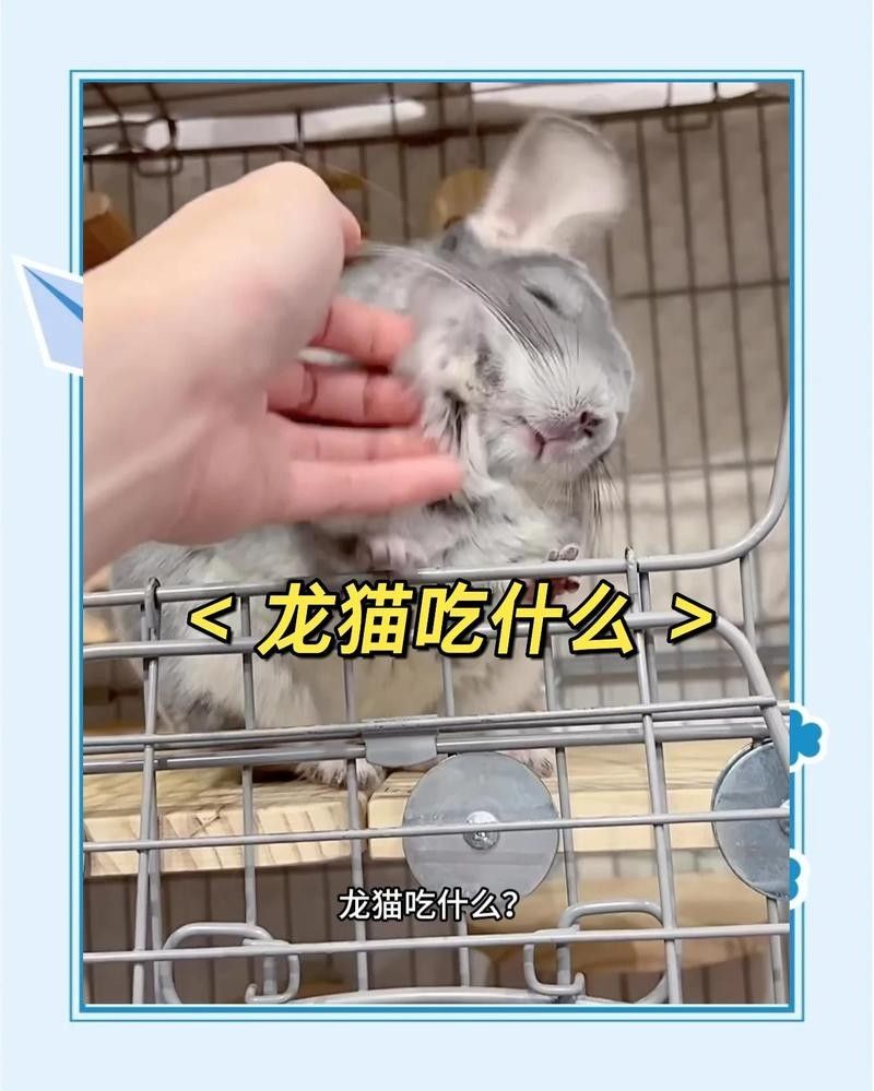 龍貓可以吃哪些蔬菜（龍貓應該怎么養飼養）