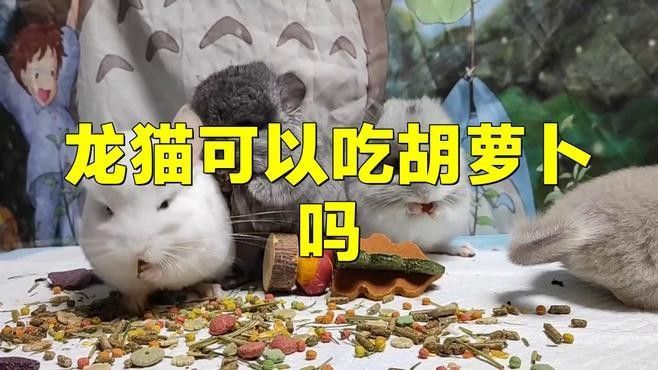 龍貓可以吃哪些蔬菜（龍貓應該怎么養飼養）