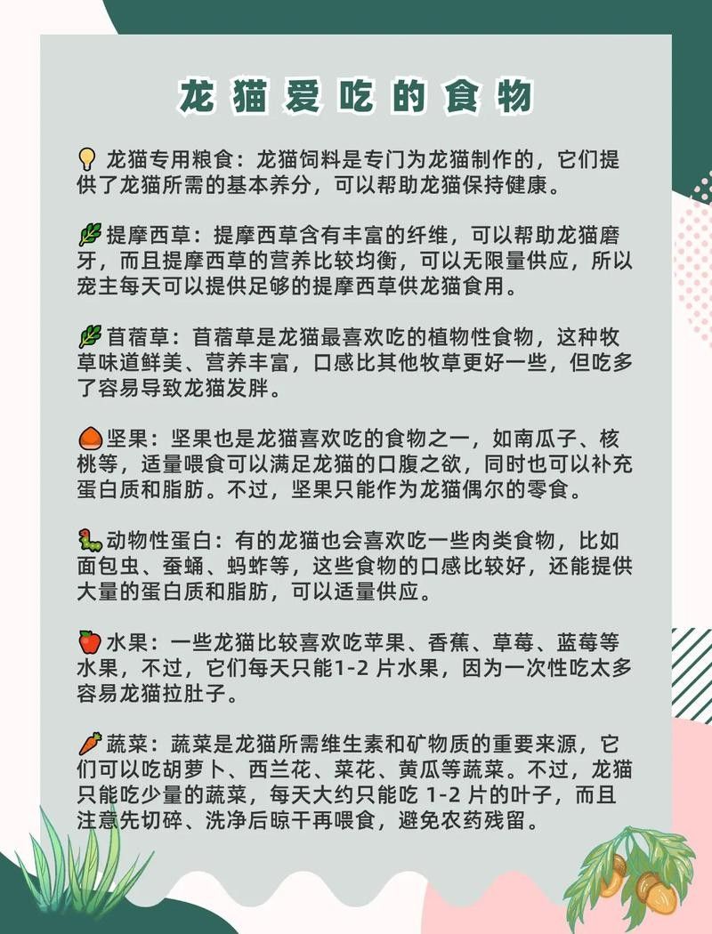 龍貓可以吃哪些蔬菜（龍貓應該怎么養飼養）