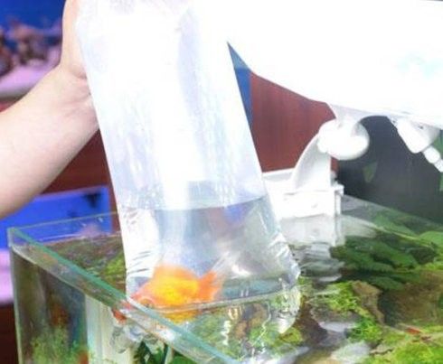 銀河星鉆魚多久喂一次合適，銀河星鉆魚喂食管理表