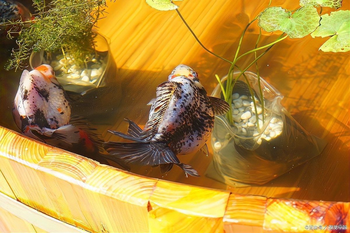 如何逐步將新魚(yú)引入龍魚(yú)缸？