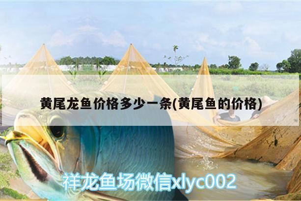 黃尾龍魚價格多少一條(黃尾魚的價格) 觀賞魚百科 第3張 黃尾龍魚價格多少一條(黃尾魚的價格) 黃尾龍魚價格多少一條(黃尾魚的價格) 觀賞魚百科 第3張