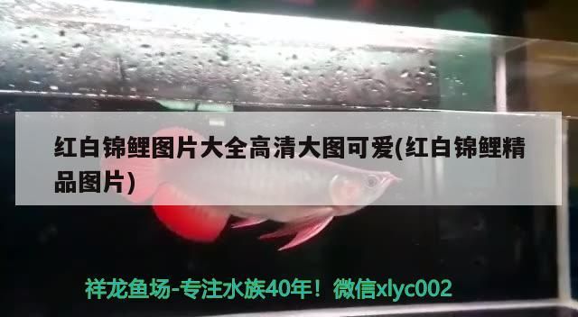 紅白錦鯉圖片大全高清大圖可愛(紅白錦鯉精品圖片) 紅白錦鯉圖片大全高清大圖可愛(紅白錦鯉精品圖片) 觀賞魚百科