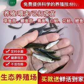阿里巴巴上的龍魚批發靠譜嗎？（阿里巴巴上的龍魚批發靠譜嗎）