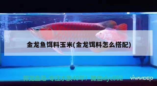 金龍魚餌料玉米(金龍餌料怎么搭配) 金龍魚餌料玉米(金龍餌料怎么搭配) 觀賞魚百科