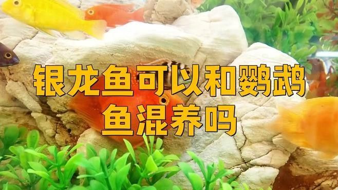 龍魚和鸚鵡魚混養需要哪些注意事項（銀龍魚和鸚鵡魚能混養嗎）