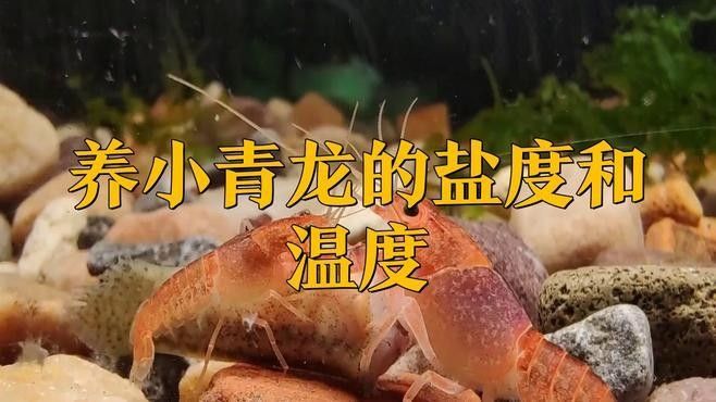 青龍魚多久喂一次食物？