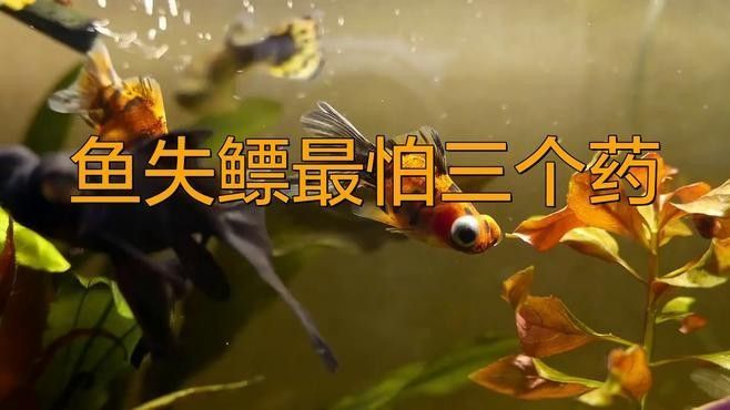 龍魚翹頭游會自愈嗎