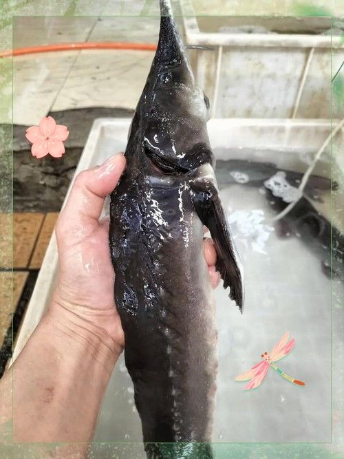 能提供更多鱘龍魚的圖片嗎