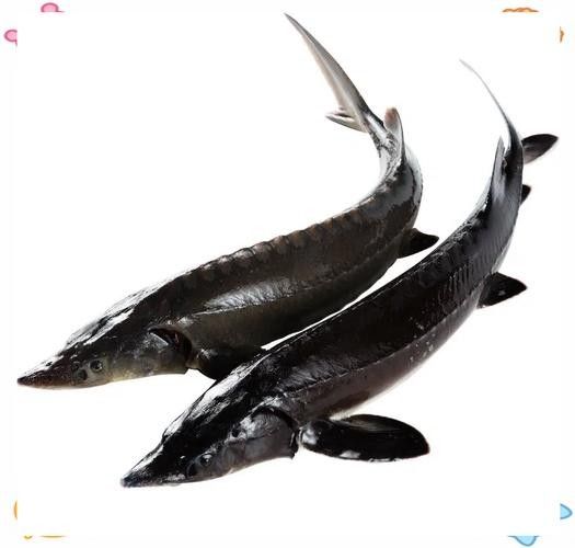 能提供更多鱘龍魚的圖片嗎