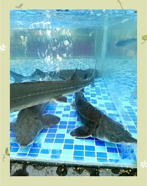 能提供更多鱘龍魚的圖片嗎