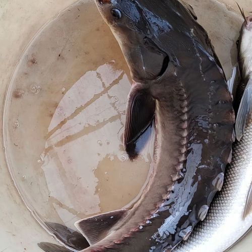 能提供更多鱘龍魚的圖片嗎