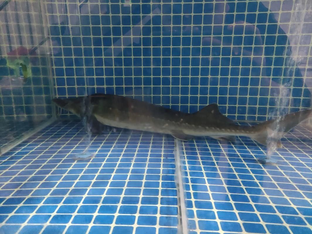 能提供更多鱘龍魚的圖片嗎