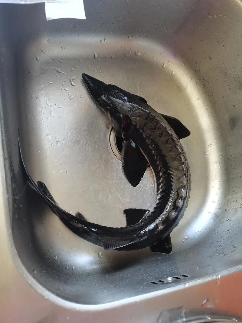 能提供更多鱘龍魚的圖片嗎