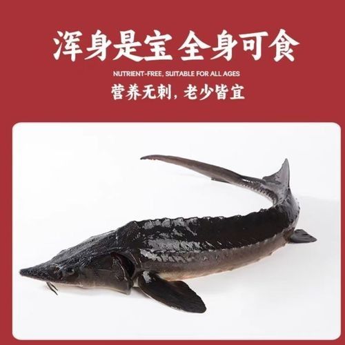 能提供更多鱘龍魚的圖片嗎