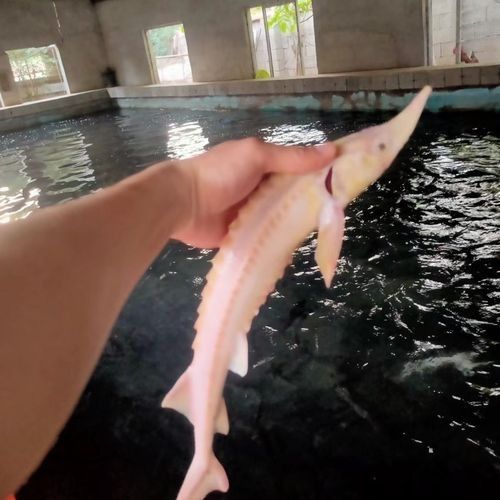 能提供更多鱘龍魚的圖片嗎