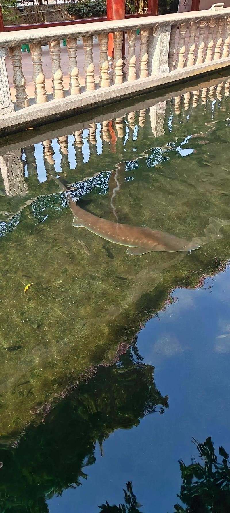 能提供更多鱘龍魚的圖片嗎