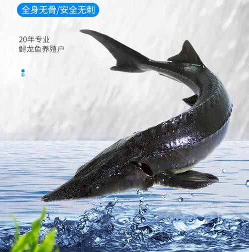 能提供更多鱘龍魚的圖片嗎