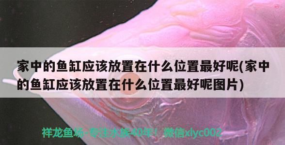 家中的魚缸應該放置在什么位置最好呢(家中的魚缸應該放置在什么位置最好呢圖片)