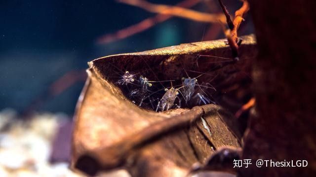 如何區分大麥蟲和面包蟲？