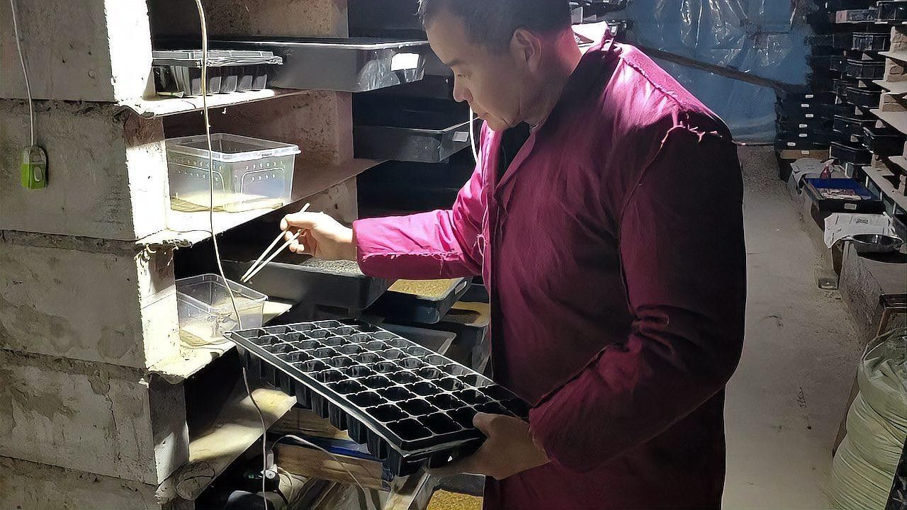 如何區分大麥蟲和面包蟲？