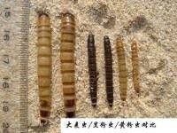 如何區分大麥蟲和面包蟲？