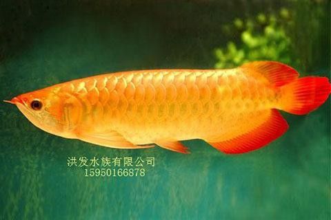 昆山紅龍魚