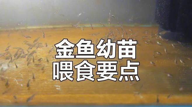豐年蝦多久喂一次