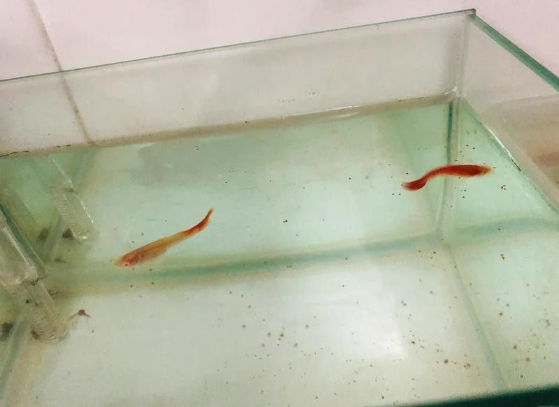 豐年蝦多久喂一次