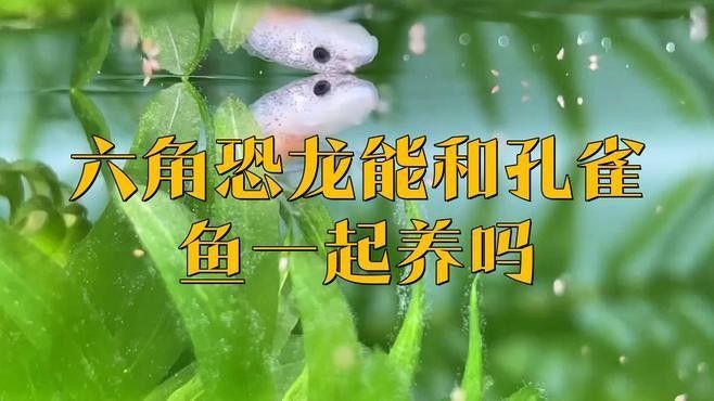 孔雀魚和龍魚混養需要注意什么（孔雀魚和龍魚混養需要注意什么？） 孔雀魚和龍魚混養需要注意什么（孔雀魚和龍魚混養需要注意什么？） 龍魚百科 第2張