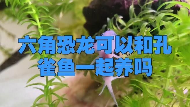 孔雀魚和龍魚混養需要注意什么（孔雀魚和龍魚混養需要注意什么？） 孔雀魚和龍魚混養需要注意什么（孔雀魚和龍魚混養需要注意什么？） 龍魚百科 第3張