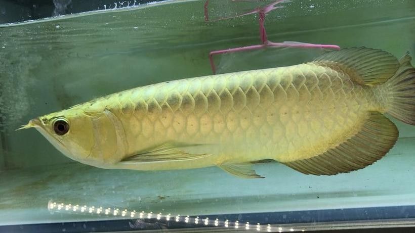 如何區(qū)分24K金龍魚和藍(lán)底（24k金龍魚與藍(lán)底珠寶首飾的區(qū)別）