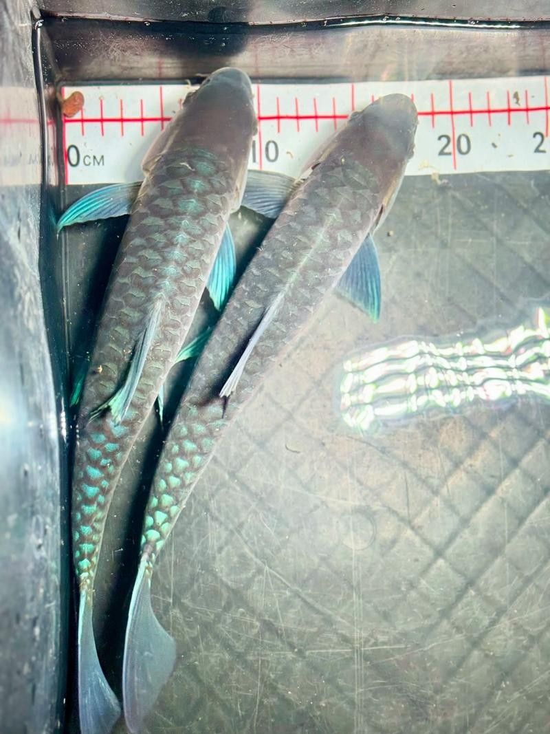 如何區(qū)分24K金龍魚和藍(lán)底（24k金龍魚與藍(lán)底珠寶首飾的區(qū)別）