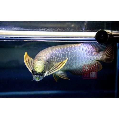 如何區(qū)分24K金龍魚和藍(lán)底（24k金龍魚與藍(lán)底珠寶首飾的區(qū)別）