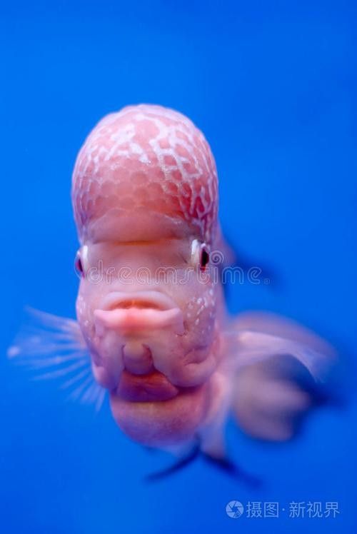 如何區(qū)分24K金龍魚和藍(lán)底（24k金龍魚與藍(lán)底珠寶首飾的區(qū)別）