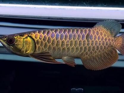 如何區(qū)分24K金龍魚和藍(lán)底（24k金龍魚與藍(lán)底珠寶首飾的區(qū)別）
