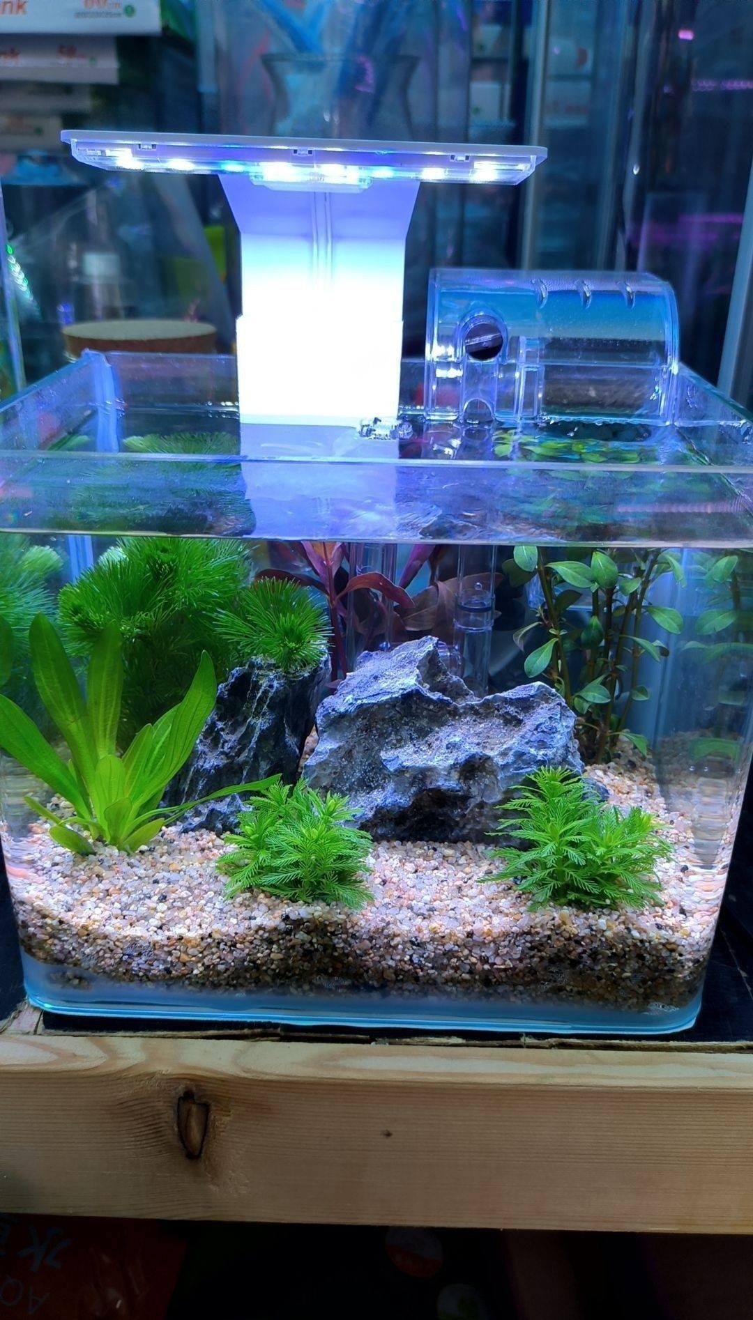 印臺哪個水族館龍魚好？祥龍魚場龍魚