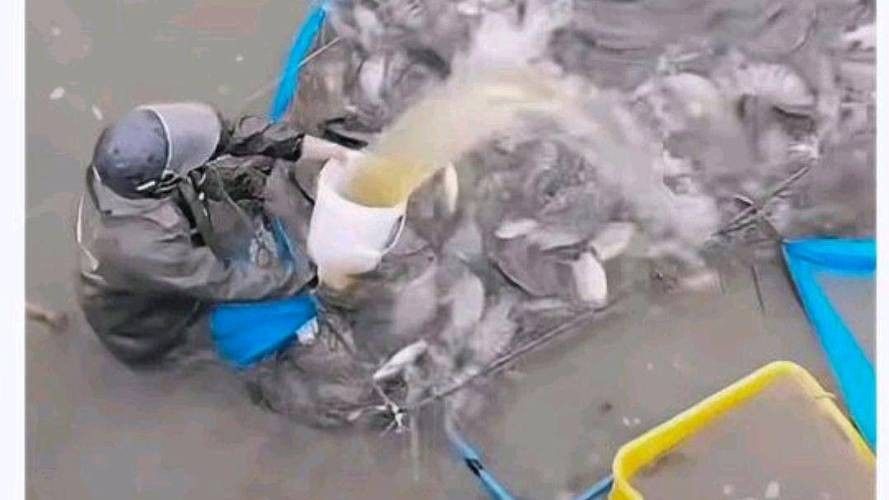 水產市場“麻醉魚”調查（水產市場“麻醉魚”調查,網友:安全性如何）