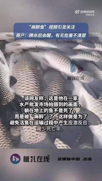 水產市場“麻醉魚”調查（水產市場“麻醉魚”調查,網友:安全性如何）