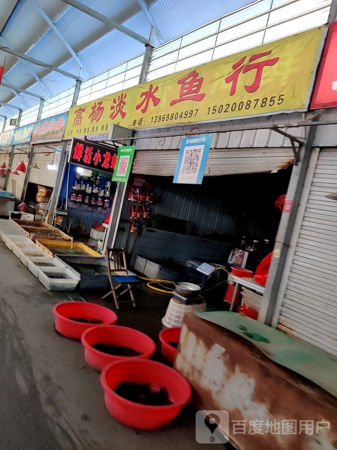 膠州淡水魚 膠州淡水魚 觀賞魚百科 第2張