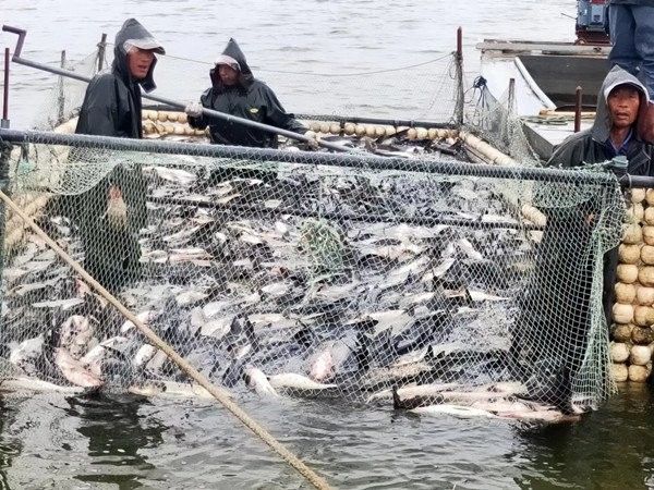 膠州淡水魚 膠州淡水魚 觀賞魚百科 第4張