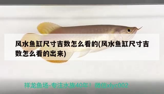 風水魚缸尺寸吉數怎么看的(風水魚缸尺寸吉數怎么看的出來)