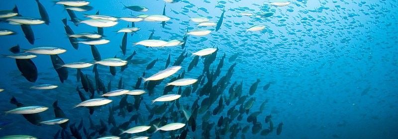 如何找到高清大圖的龍魚背景（如何判斷龍魚背景圖是否高清）