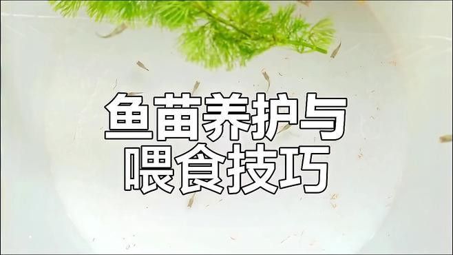 火龍魚吃紅蟲一天喂幾次（養(yǎng)龍魚應(yīng)該注意些什么最關(guān)鍵的是喂食火龍魚紅蟲的頻率）