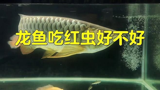 火龍魚吃紅蟲一天喂幾次（養(yǎng)龍魚應(yīng)該注意些什么最關(guān)鍵的是喂食火龍魚紅蟲的頻率）